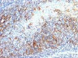 Cdc20 Antibody (AR12), Novus Biologicals:Antibodies:Primary Antibodies