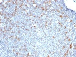 Cdc20 Antibody (CDC20/1102), Novus Biologicals:Antibodies:Primary Antibodies
