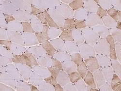 Cdc6 Antibody, Novus Biologicals 100 &mu;g, Unconjugated:Antibodies, Polyclonal