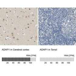 Centaurin alpha 1 Antibody, Novus Biologicals 0.1 mL | Buy Online | Novus Biologicals | Fisher Scientific