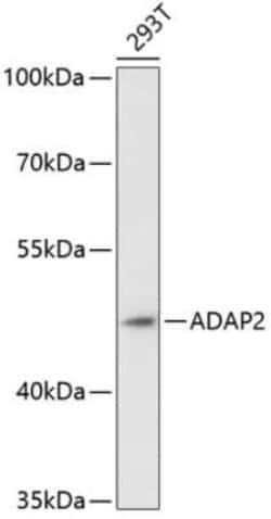 Centaurin alpha 2 Antibody - Azide and BSA Free, Novus Biologicals 0.1