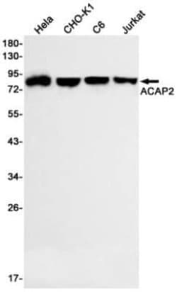 Centaurin beta 2 Rabbit anti-Human, Mouse, Rat, Clone: S05-8H3, Novus Biologicals:Antibodies:Primary
