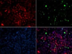 Centrin 2 Antibody - Azide and BSA Free, Novus Biologicals 0.1 mL, Unconjugated:Antibodies,