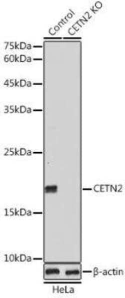 Centrin 2 Antibody - Azide and BSA Free, Novus Biologicals 0.1 mL, Unconjugated:Antibodies,