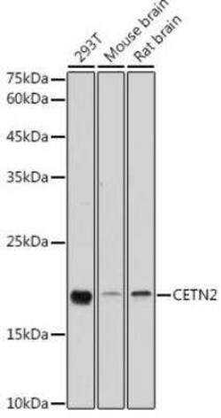 Centrin 2 Antibody - Azide and BSA Free, Novus Biologicals 0.1 mL, Unconjugated:Antibodies,