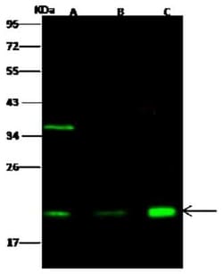 Centrin 2 Antibody, Novus Biologicals 50 &mu;g, Unconjugated:Antibodies,