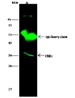 Cerberus 1 Antibody, Novus Biologicals 50 &mu;g; Unconjugated:Antibodies,