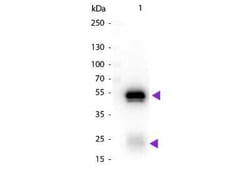 Chicken anti-Rabbit IgG (H+L) Secondary Antibody, Biotin, Novus Biologicals&trade;