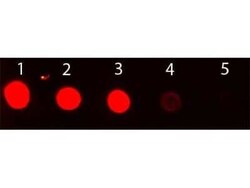 Chicken anti-Rabbit IgG (H+L) Secondary Antibody, FITC, Novus Biologicals&trade;