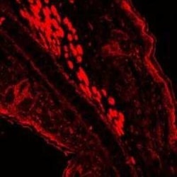 Chicken anti-Rabbit IgG (H+L) Secondary Antibody (Pre-adsorbed), Novus Biologicals&trade;
