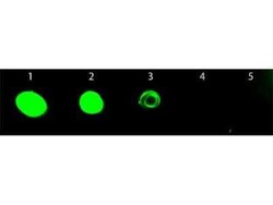Novus Biologicals Chicken anti-Rat IgG (H+L) Secondary Antibody, FITC, Novus Biologicals™