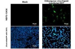 Chikungunya Virus Capsid Antibody, Novus Biologicals 100 &mu;g | Buy Online | Bio-Techne | Fisher Scientific