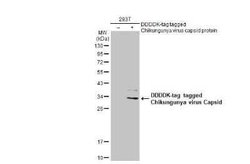 Chikungunya Virus Capsid Antibody, Novus Biologicals 100 &mu;g | Buy Online | Bio-Techne | Fisher Scientific