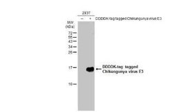 Chikungunya Virus E3 Antibody, Novus Biologicals 100 &mu;g | Buy Online | Novus Biologicals | Fisher Scientific