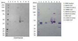 Chikungunya Virus VLP Mouse anti-Virus, Clone: AG7-2-A7-E10, Novus Biologicals