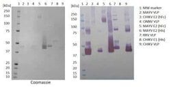 Chikungunya Virus VLP Mouse anti-Virus, Clone: EB6-2-B6-F5, Novus Biologicals