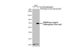 Chikungunya Virus nsp1 Antibody, Novus Biologicals 100 &mu;g | Buy Online | Novus Biologicals | Fisher Scientific