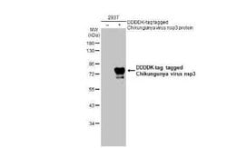 Chikungunya Virus nsp3 Antibody, Novus Biologicals 100 &mu;g; Unconjugated:Antikörper