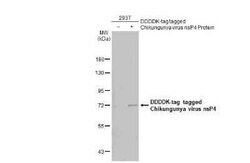 Chikungunya Virus nsp4 Antibody, Novus Biologicals 100 &mu;g | Buy Online | Novus Biologicals | Fisher Scientific