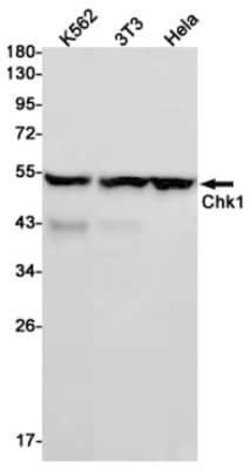 Chk1 Rabbit anti-Human, Mouse, Rat, Clone: S07-4K2, Novus Biologicals 25 &mu;g | Buy Online | Novus Biologicals | Fisher Scientific