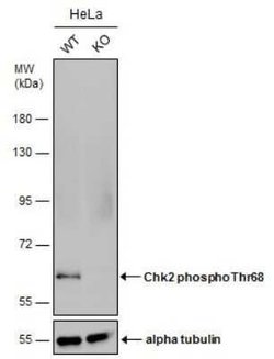 Chk2, p Thr68 Antibody, Novus Biologicals 100 &mu;g | Buy Online | Novus Biologicals | Fisher Scientific