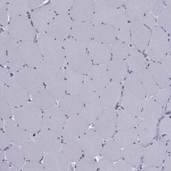 Cholecystokinin Antibody, Novus Biologicals 25ul; Unconjugated:Antibodies,
