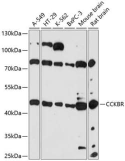 Cholecystokinin-B R/CCKBR Antibody - Azide and BSA Free, Novus Biologicals