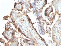 Chorionic Gonadotropin alpha/beta (hCG) Antibody (HCGab/52), Novus Biologicals:Antibodies:Primary