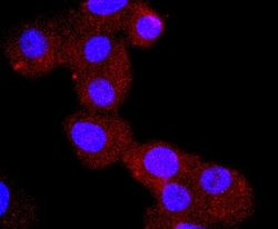 Chromogranin A Rabbit anti-Human, Rat, Clone: JM103-7, Novus Biologicals
