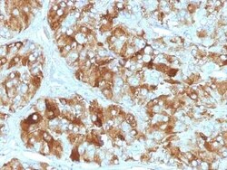 Chromogranin A Antibody (CGA/413), Novus Biologicals:Antibodies:Primary