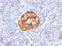 Chromogranin A Antibody (CGA/413), Novus Biologicals:Antibodies:Primary