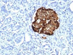 Chromogranin A Antibody (CHGA/1815R), Novus Biologicals:Antibodies:Primary