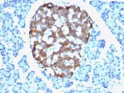 Chromogranin A Antibody (CHGA/765), Novus Biologicals 0.02mg; Unlabeled:Antibodies,