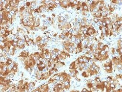 Chromogranin A Antibody (CHGA/798), Novus Biologicals:Antibodies:Primary