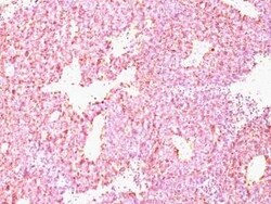 Chromogranin A Antibody (CHGA/798), Novus Biologicals:Antibodies:Primary