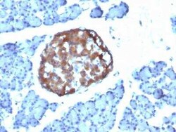 Chromogranin A Antibody (CHGA/798), Novus Biologicals:Antibodies:Primary