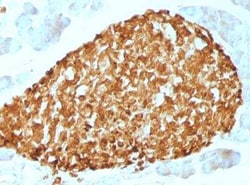 Chromogranin A Antibody (CHGA/798), Novus Biologicals:Antibodies:Primary