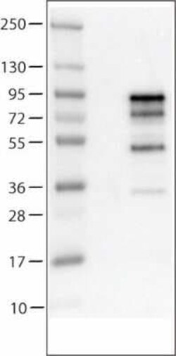 Chromogranin A Antibody (CL0166), Novus Biologicals 25 &mu;L, Unconjugated:Antikörper