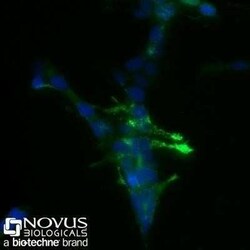 Chromogranin A Antibody (SPM553) - Azide and BSA Free, Novus Biologicals