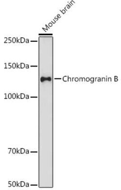 Chromogranin B Rabbit anti-Human, Mouse, Rat, Clone: 5N6T1, Novus Biologicals 20 &mu;g | Buy Online | Novus Biologicals | Fisher Scientific