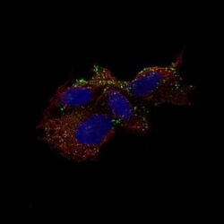 Chromogranin B Mouse anti-Human, Clone: CL11404, Novus Biologicals 25 &mu;g | Buy Online | Novus Biologicals | Fisher Scientific