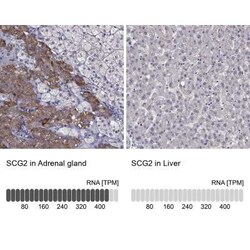 Chromogranin C Antibody, Novus Biologicals 25ul; Unconjugated:Antibodies,