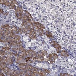 Chromogranin C Antibody, Novus Biologicals 25ul; Unconjugated:Antibodies,