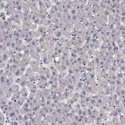 Chromogranin C Antibody, Novus Biologicals 25ul; Unconjugated:Antibodies,