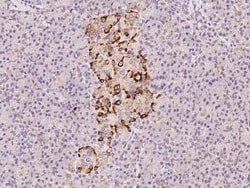 Chromogranin C Antibody, Novus Biologicals™