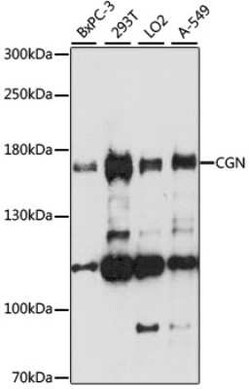 Cingulin Antibody - Azide and BSA Free, Novus Biologicals 0.02 mL, Unconjugated:Antibodies,