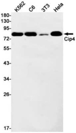 Cip4 Rabbit anti-Human, Clone: S01-6B7, Novus Biologicals 25 &mu;L; Unconjugated:Antibodies,