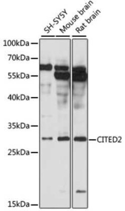 Cited-2 Antibody - Azide and BSA Free, Novus Biologicals:Antibodies:Primary