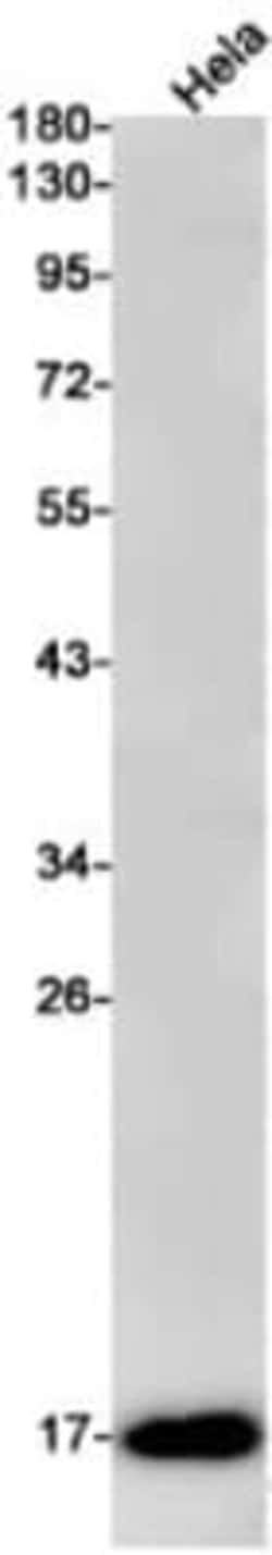 Citidine Deaminase Antibody (S08-4C9), Novus Biologicals 100 &mu;g; Unconjugated:Antibodies,