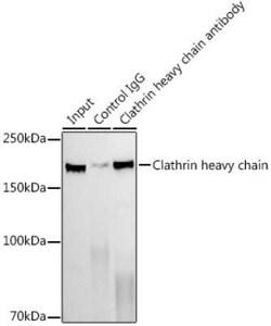 Clathrin Heavy Chain 1/CHC17 Rabbit anti-Human, Mouse, Rat, Clone: 9M2G2, Novus Biologicals 20 &mu;g | Buy Online | Bio-Techne | Fisher Scientific